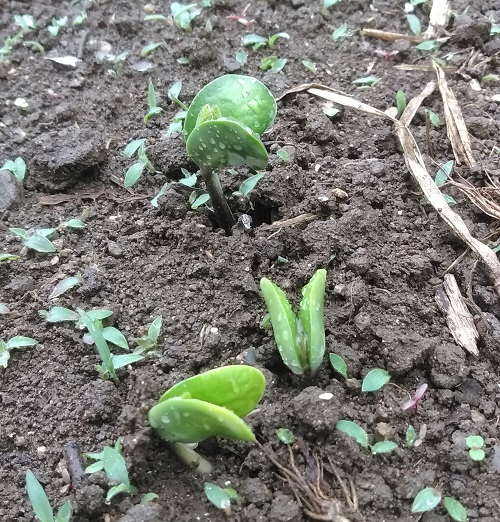 発芽！