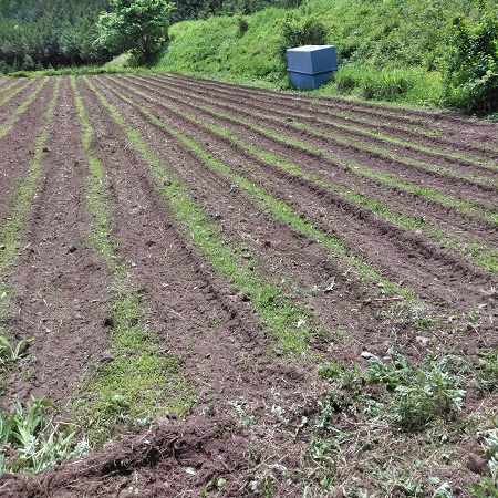 雑草取り