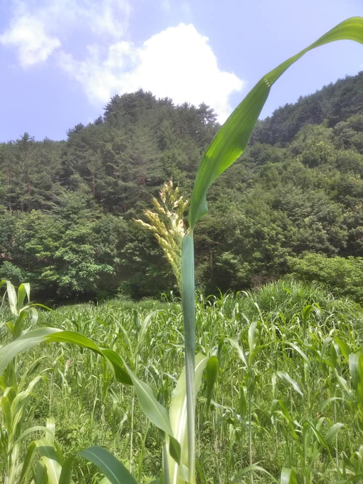 たかきび、順調です！